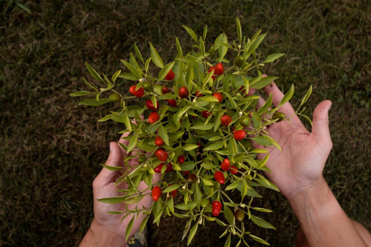 Wolfberry (Goji Berry)